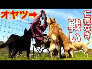 元噛み犬の群れにオヤツ持って入った飼い主の末路