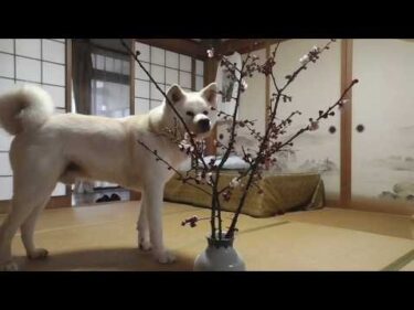 【秋田犬ゆうき】今年も仏壇に梅の花が供えられ華やかになったが私は花より団子のフードです【akita dog】