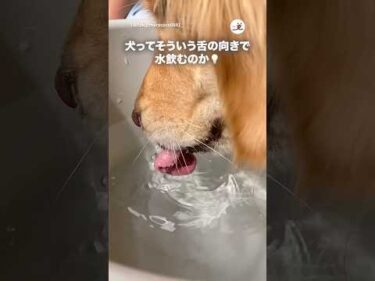 水を飲む時の犬の舌｜PECO