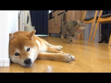 柴犬が休めない‥すると猫が優しい行動に出ました。