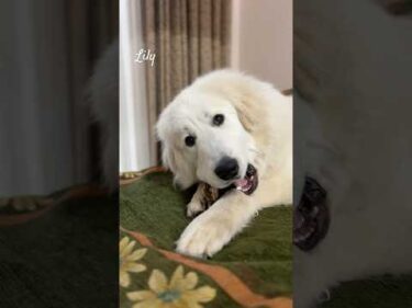 Lily リリー #greatpyrenees #todaysrunrun #グレートピレニーズ #今日のルンルン