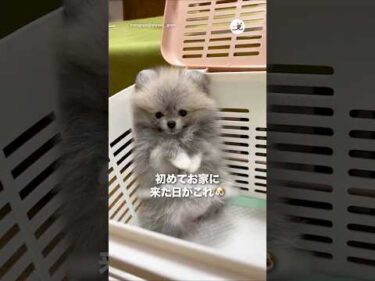 初めて家に来た日がこれ🐶｜PECO