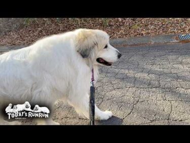 とても調子が良く張り切ってお散歩をしたアランです　Great Pyrenees　グレートピレニーズ