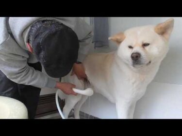 【秋田犬ゆうき】股間が赤くなったので軽く洗って貰いスタスタお散歩をしながら乾かしました【akita dog】