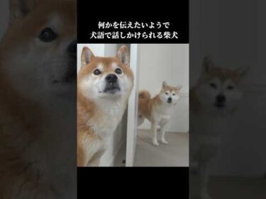 実家の柴犬に犬語で話しかけられて… #shibainu #可愛い #犬のいる暮らし