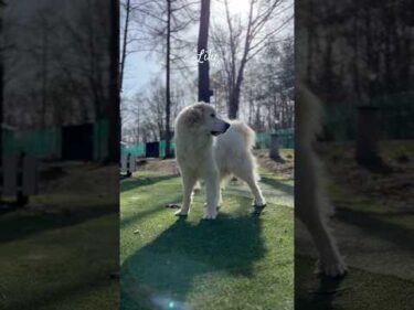 Lily リリー #greatpyrenees #todaysrunrun #グレートピレニーズ #今日のルンルン