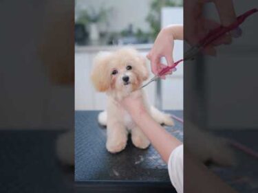 初トリミングで大変身したら・・・✂️