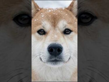 約10年間待ち続けた忠犬の物語🐕　#mv #shorts
