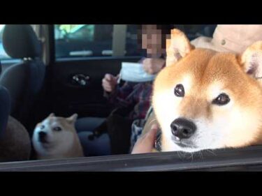 気になることがあり、実家の柴犬と旅へ。