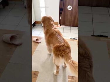 ある理由でお留守番になったゴールデン…｜PECO