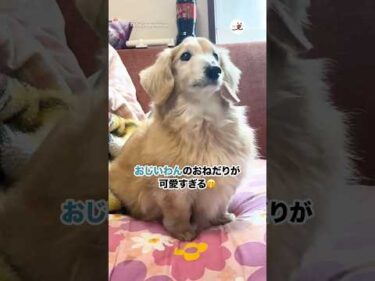 おじいわんのおねだりが可愛すぎる🤭｜PECO