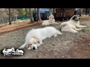 陽気がいいので仲良くお昼寝をしたアランとベルとリリーです　Great Pyrenees　グレートピレニーズ