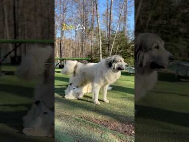 Belle Lily #greatpyrenees #todaysrunrun #グレートピレニーズ #今日のルンルン
