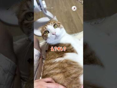 本物の猫の感触｜PECO