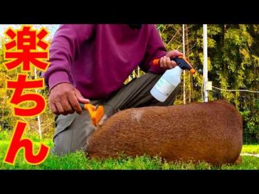 消臭スプレーが楽ちんになるもの見つけました！