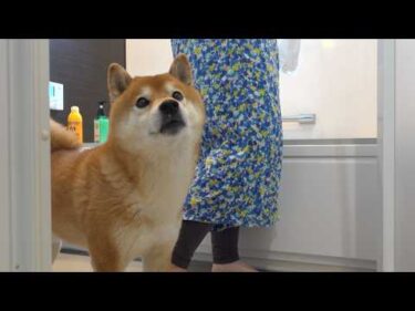 朝から大変なことが起きて、柴犬の様子がおかしい