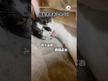 寝起きのお喋り可愛すぎる｜PECO