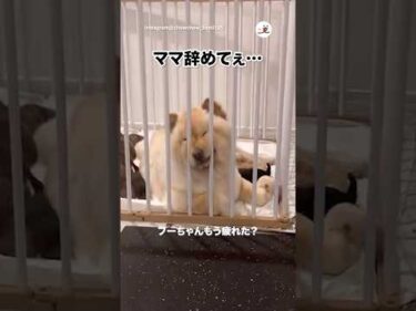 出産後3日目、ママやめたい界隈｜PECO