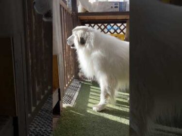 Alain アラン #greatpyrenees #todaysrunrun #グレートピレニーズ #今日のルンルン