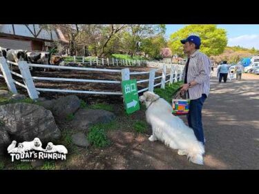 【前編】まだ必要無いけれど…念の為車椅子を作りにいったアランです　Great Pyrenees　グレートピレニーズ