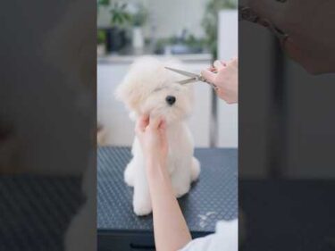 モサモサ姿からバッサリカットしたら・・・