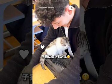 学校に子猫がやってきた！｜PECO