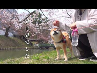 柴犬がやる気出ないので、異世界に連れていきました。