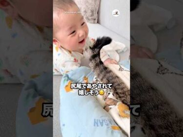 尻尾であやされて嬉しそう｜PECO