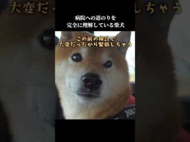 柴犬は病院までの道のりを知っている⁉️とある場所から鳴き始めて…🤣  #shibainu #理解力ある #まるで人間