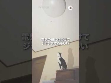 電気の紐に目掛けてジャンプする猫｜PECO