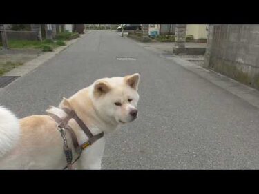 【秋田犬ゆうき】寄り道ばかりのお散歩なので帰宅する頃には暑くなり口が開き舌も出る【akita dog】