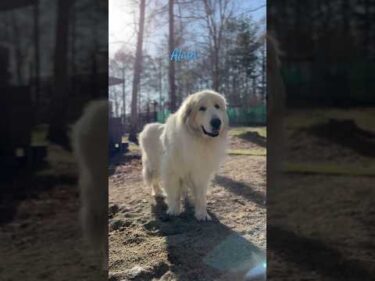 Alain アラン #greatpyrenees #todaysrunrun #グレートピレニーズ #今日のルンルン