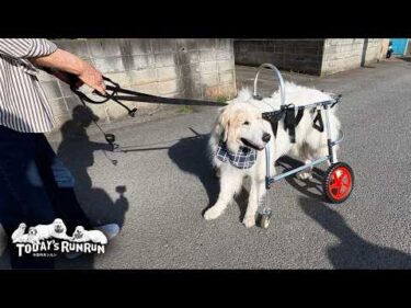 【後編】まだ必要無いけれど…念の為車椅子を作りにいったアランです　Great Pyrenees　グレートピレニーズ