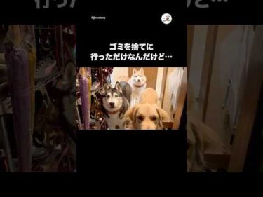 ちょっとゴミを捨てに行っただけなんだけど…｜PECO