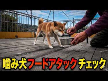 【噛み犬】柴犬Mix フードアグレッシブチェック