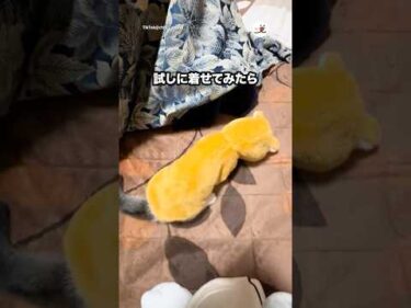 はじめての洋服👔試しに着せてみたら…｜PECO