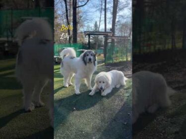 Belle Lily #greatpyrenees #todaysrunrun #グレートピレニーズ #今日のルンルン