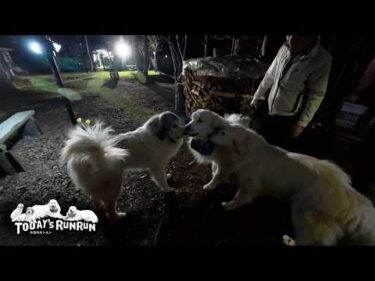 アランが帰宅してとっても嬉しかったベルとリリーです　Great Pyrenees　グレートピレニーズ