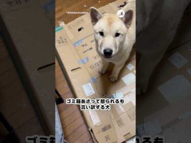 ゴミ箱からお弁当殻を持ってきた十兵衛くん｜PECO