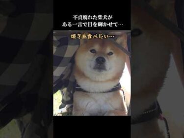 柴犬は物申す。この後の一言で表情が変わり…  #shibainu #花見 #犬のいる暮らし