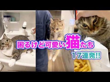 【17連発】困らせてくる猫、全員可愛すぎて無罪🙆‍♀️✨｜PECO