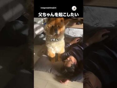 コタツで休む父ちゃんを起こしたい｜PECO