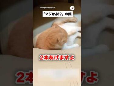 飼い主からまさかの宣言｜PECO
