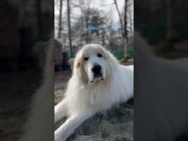 Alain アラン #greatpyrenees #todaysrunrun #グレートピレニーズ #今日のルンルン