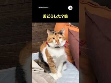 舌どうした？｜PECO