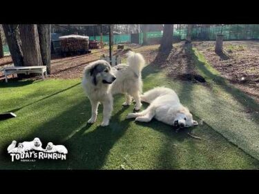 アラン似か？いまいち甘さが残り指導しきれないベルです　Great Pyrenees　グレートピレニーズ