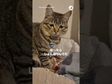 叱ってごめんね😭｜PECO