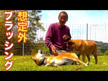【犬の群れの奇跡】噛み犬が相乗効果で改善？