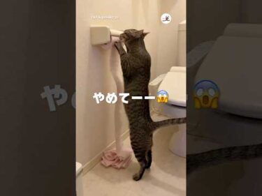トイレットペーパーで遊ぶから対策した｜PECO