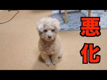 愛犬の数値が悪化してしまったので治療のためにご飯が完全手作りになりました